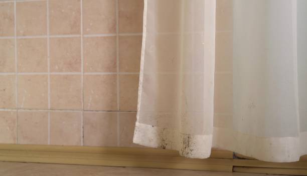 Best Commercial Mold Inspection  in Waite Park, MN