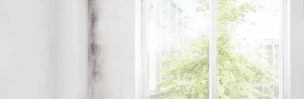 Best Forensic Mold Investigation  in Waite Park, MN