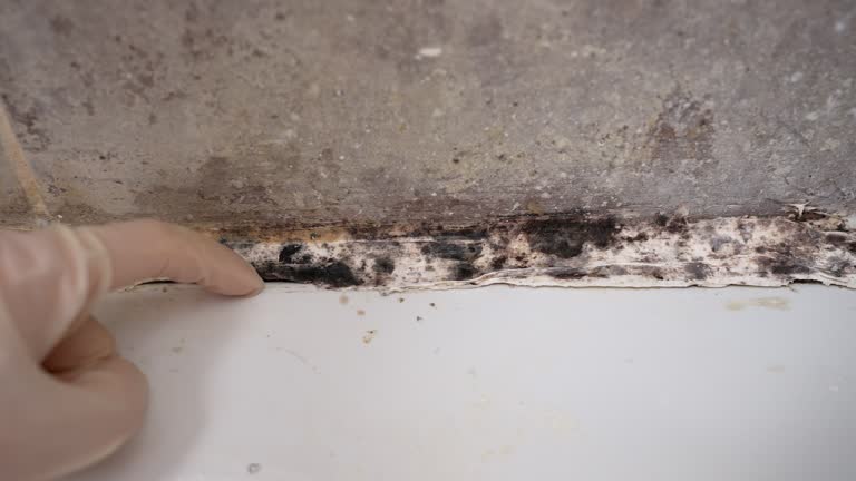 Best Indoor Air Quality Assessment  in Waite Park, MN